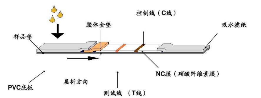 胶体金法.png