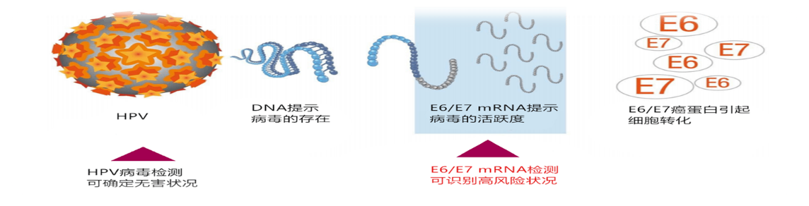 HPVmrna和dna临床意义不同.png