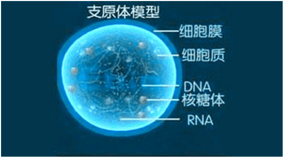 肺炎支原体模型